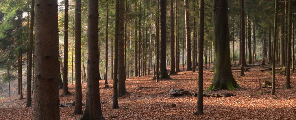 Über uns – Waldkindergarten Reinbek